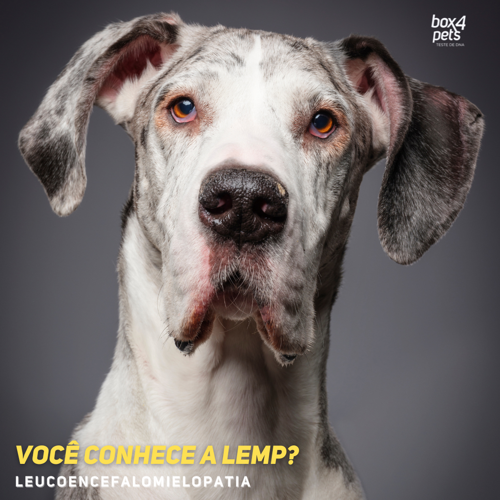 Leucoencefalomielopatia (LEMP)