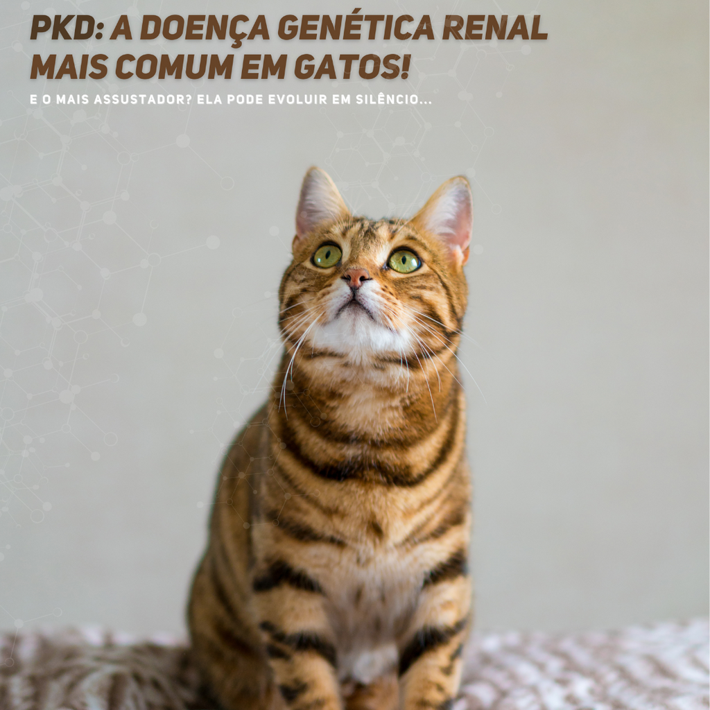 PKD em Gatos: A Doença Silenciosa Que Afeta os Rins