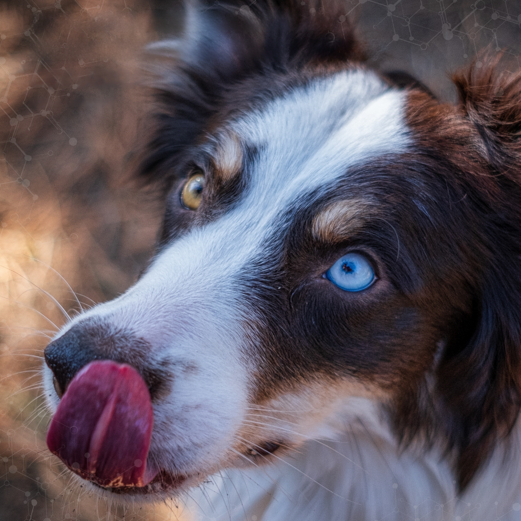 Anomalia do Olho de Collie (CEA): Entenda Essa Condição que Pode Afetar a Visão do Seu Cão
