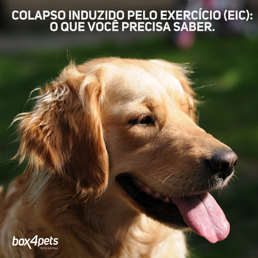 Colapso Induzido por Exercício (EIC)
