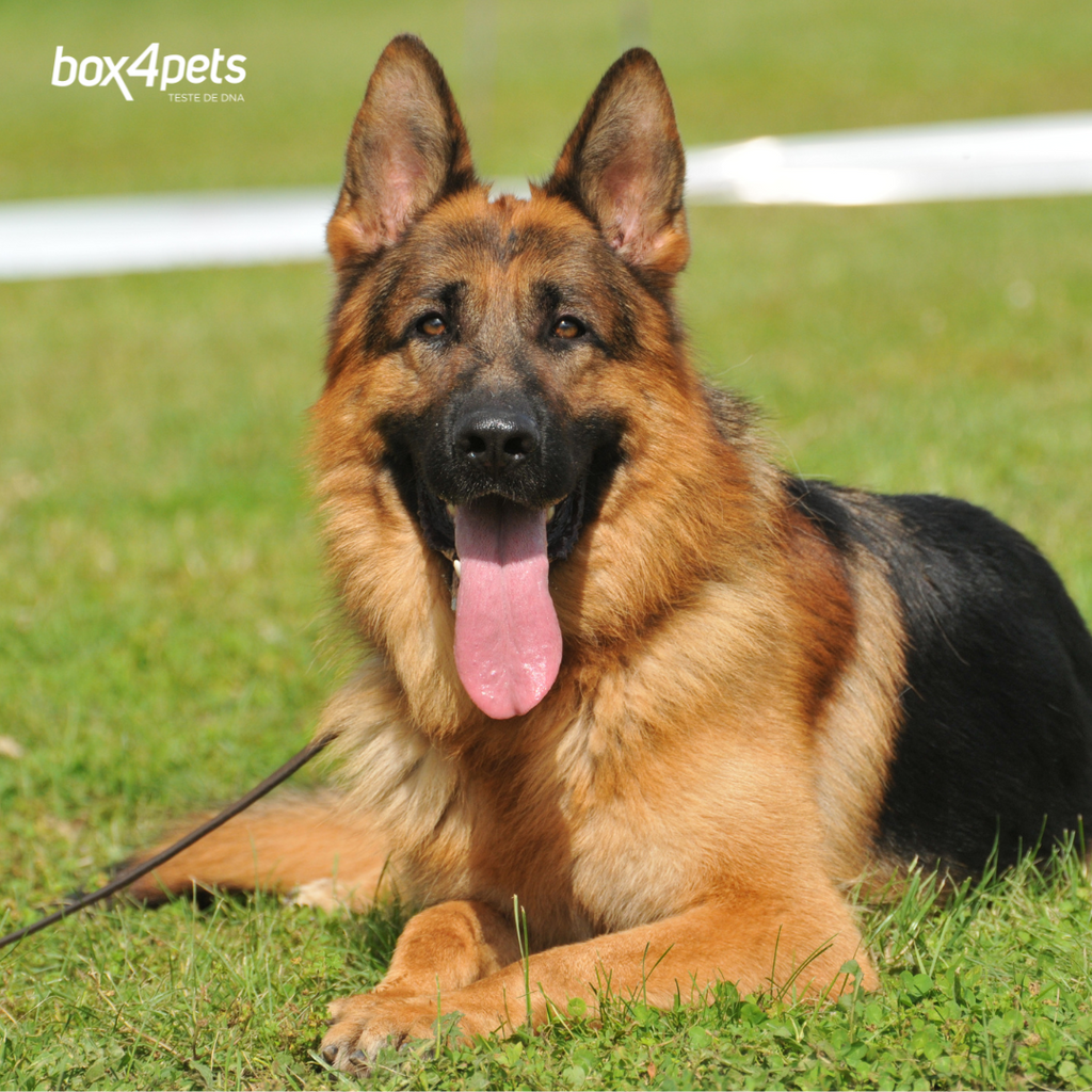 Mielopatia Degenerativa  (DM ou MD) em Cães: Conheça os sinais dessa doença silenciosa.