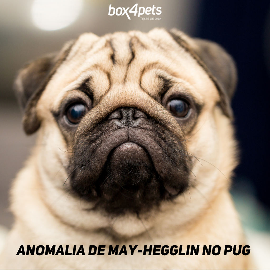 Anomalia de May-Hegglin no Pug: um alerta que pode salvar vidas