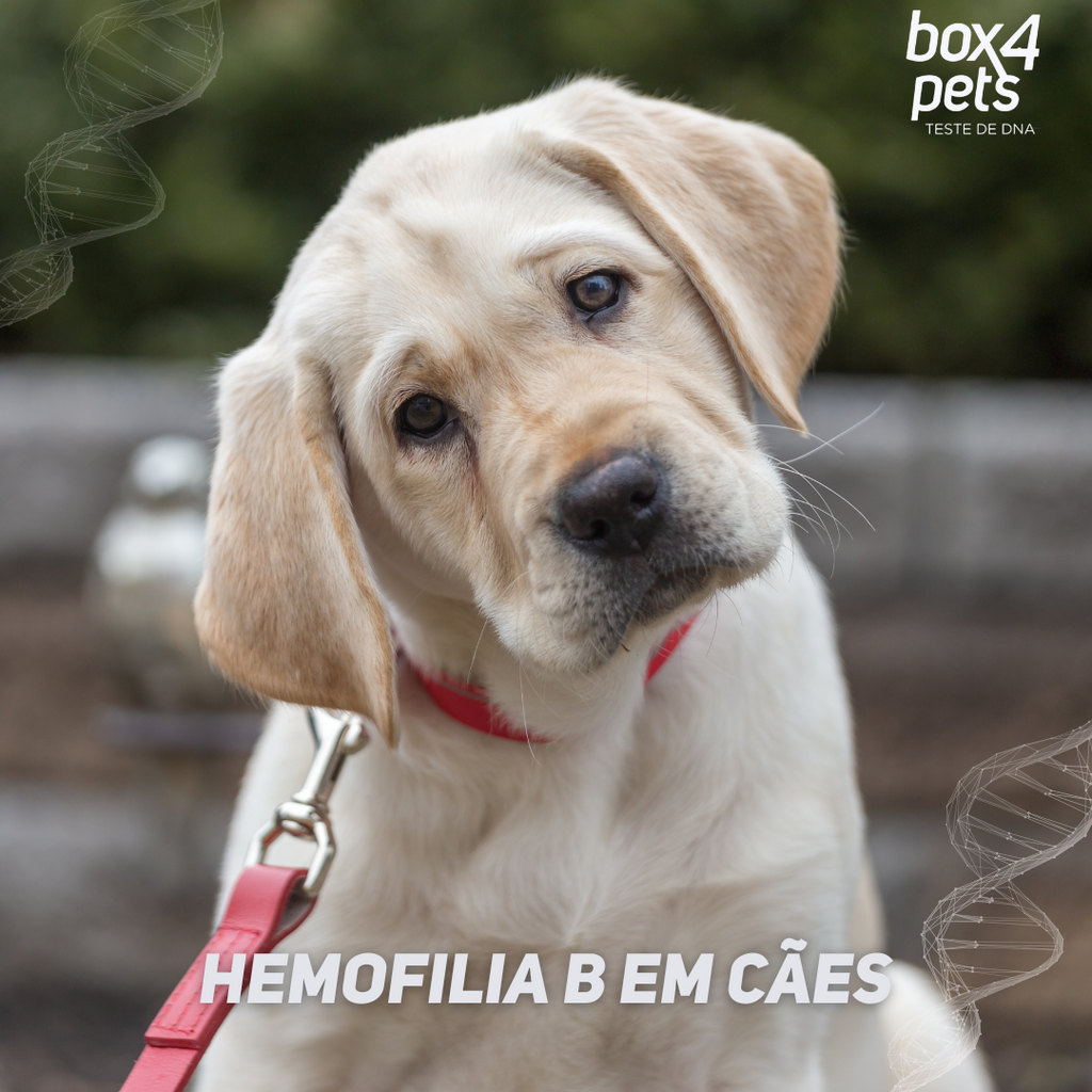 Hemofilia B em cães: o que você precisa saber