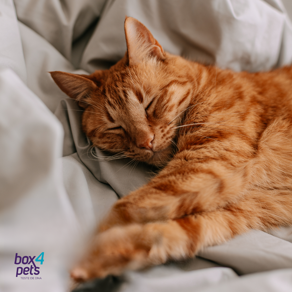 Raquitismo em Gatos: Quando a Falta de Vitamina D Vai Muito Além da Alimentação