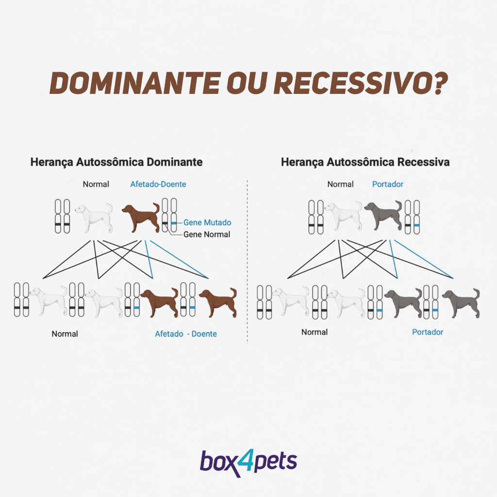 Dominante ou Recessivo? O que a Genética Revela sobre as Doenças dos Cães e Gatos.