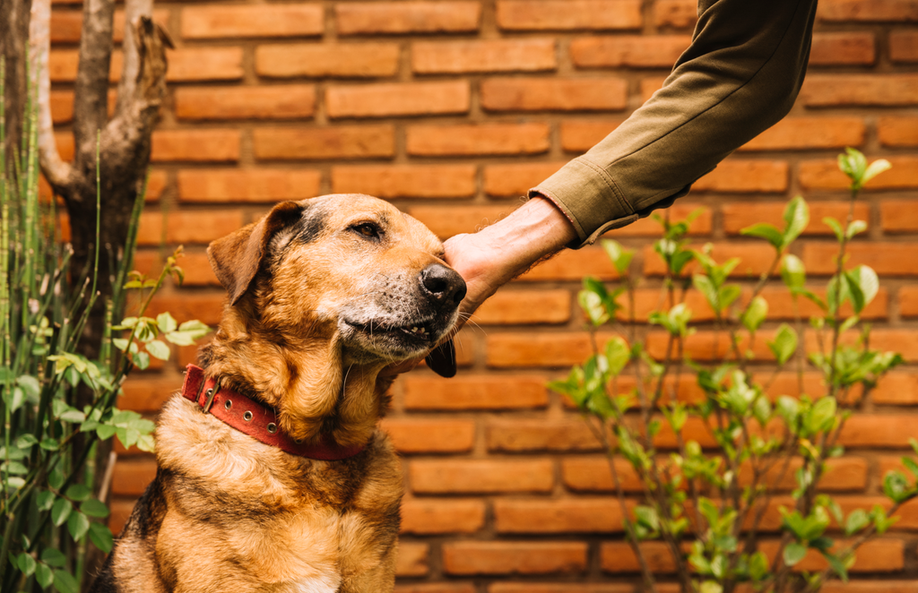 Descubra a História Genética do seu Cão com o Teste Origem da Box4Pets