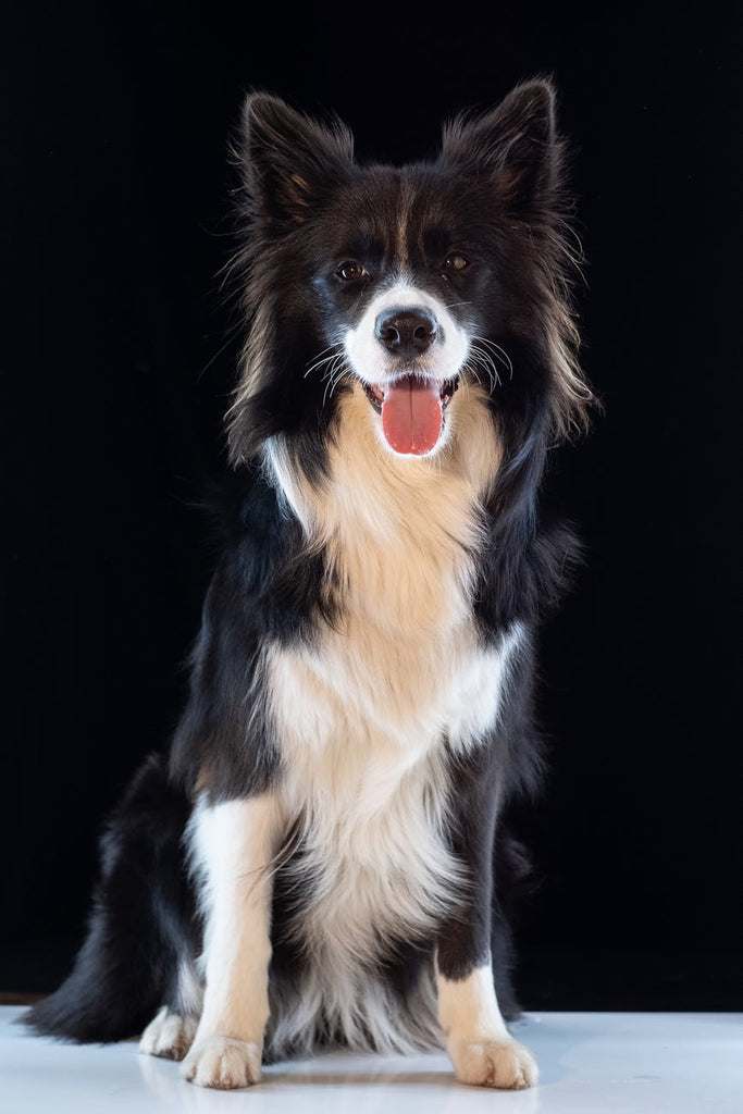 Guia de Raças: Border Collie