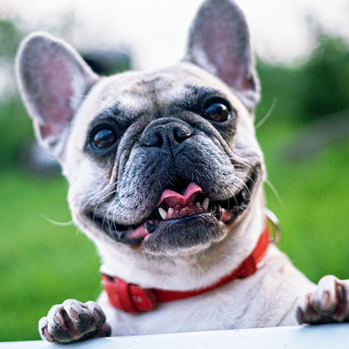 Identificação de DNA e Parentesco